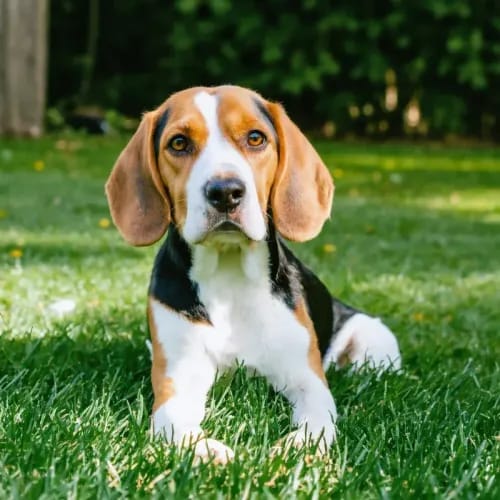 Beagle: Tri-colored hound with tilted head on backyard lawn