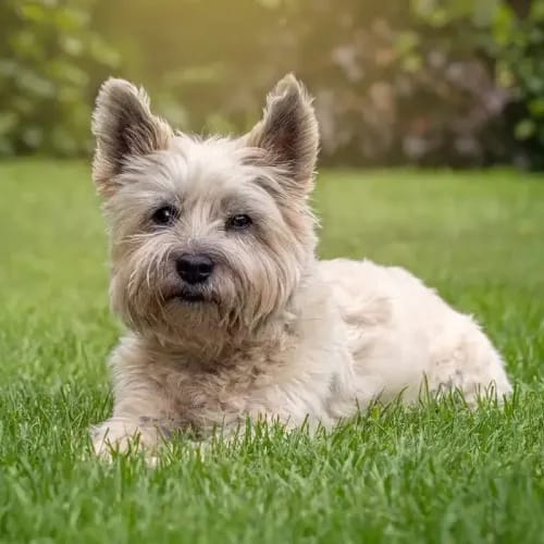 Cairn Terrier sitting on grass