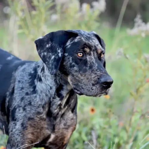 Catahoula dog breed - energetic medium sized dog