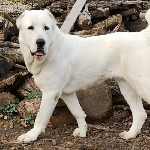 Central Asian Shepherd Dog