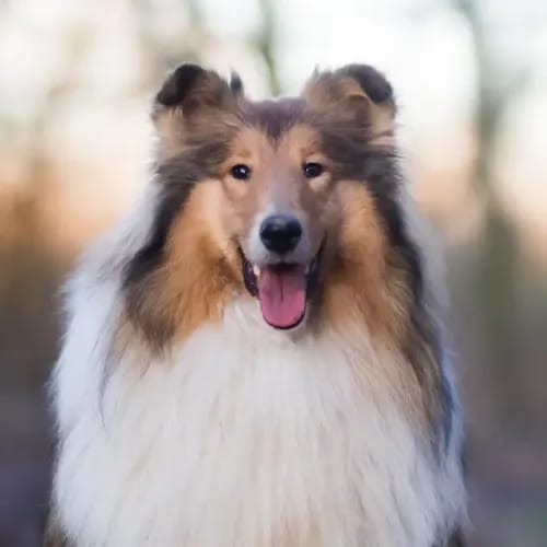 A happy Collie looking at the camera
