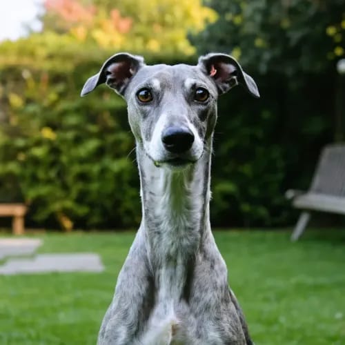 Greyhound: Streamlined sighthound with gentle expression in garden