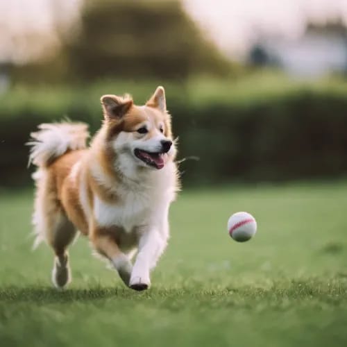 Icelandic Sheepdog