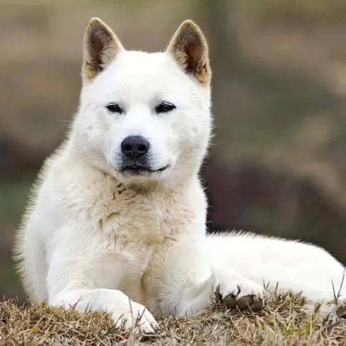 Jindo