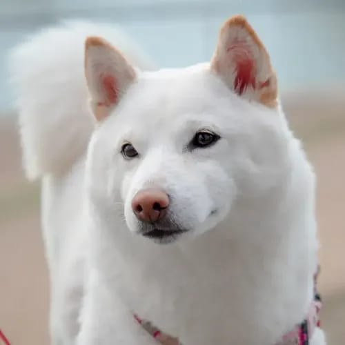 Kishu Ken