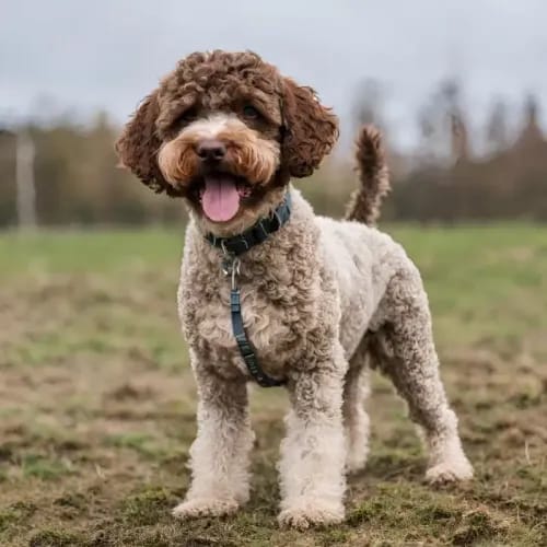 Lagotto Romagnolo on a grassy field