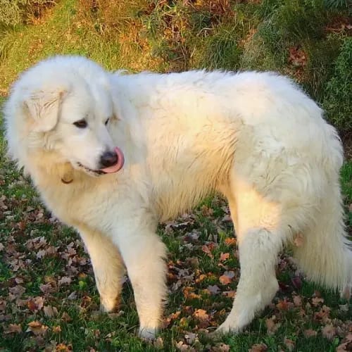 Maremma Sheepdog