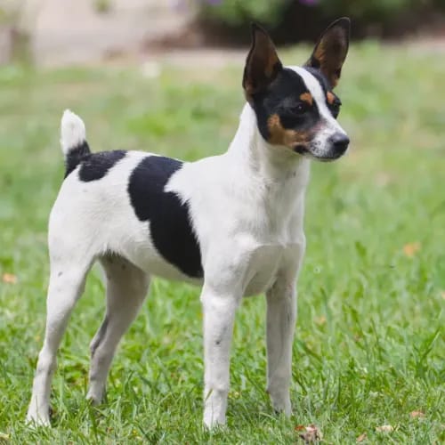 Miniature Fox Terrier dog breed - playful small sized dog