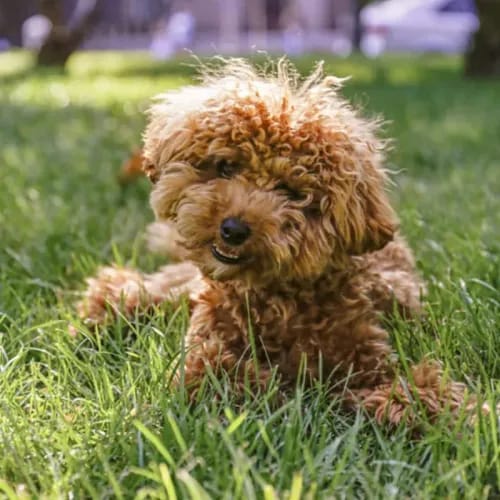 Moodle dog breed - playful small sized dog