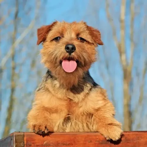 A happy Norfolk Terrier peeking over a fence