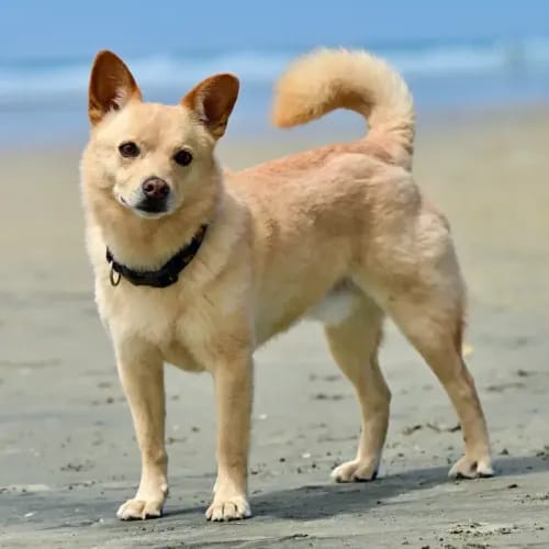 A Norwegian Buhund on a beach