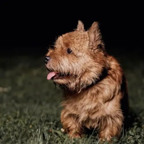 A Norwich Terrier on a lawn at night