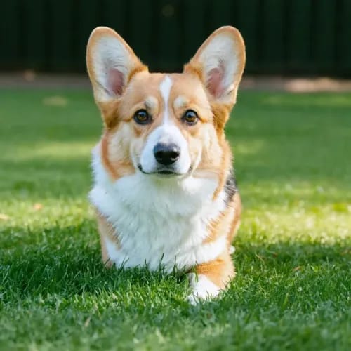 Pembroke Welsh Corgi: Short-legged dog with fox-like head on green lawn