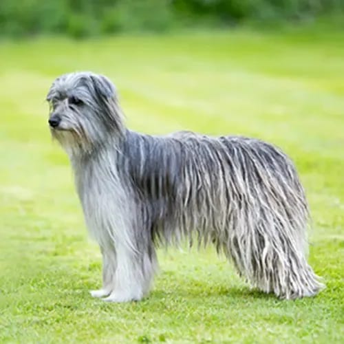 Pyrenean Shepherd dog breed - energetic medium sized dog