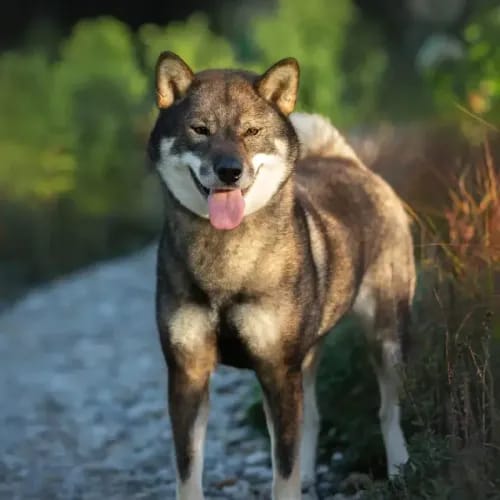 Shikoku