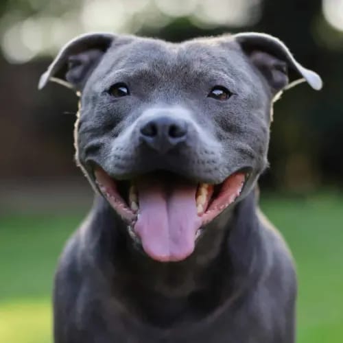 Staffordshire Bull Terrier dog breed - playful medium sized dog
