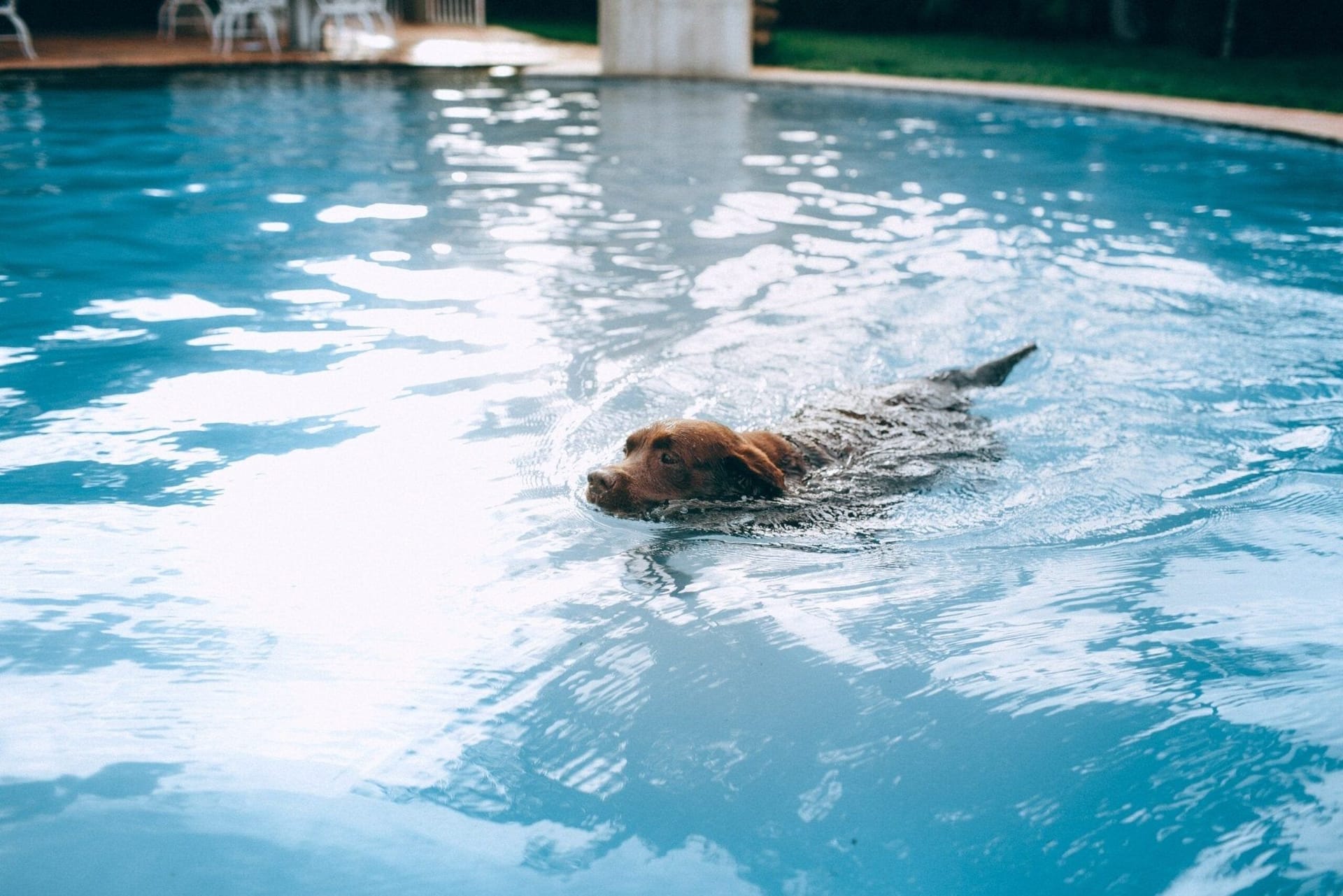 Swimming As Exercise For Dogs cover image