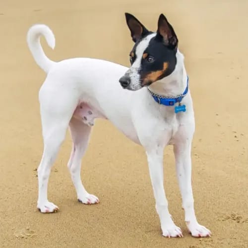 Tenterfield Terrier