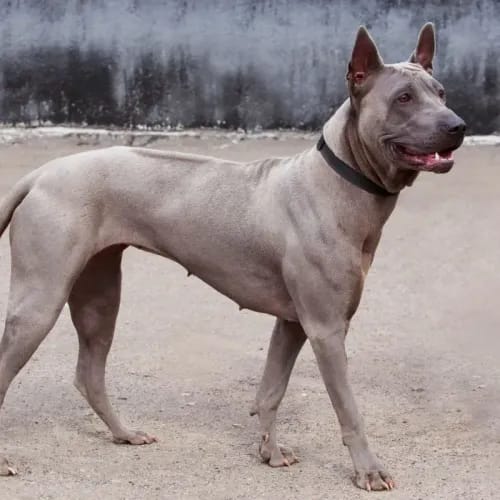 Thai Ridgeback dog breed - independent medium sized dog
